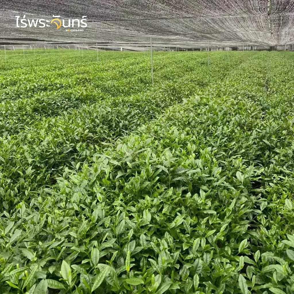 Llamito Organic Matcha Powder 250g ผงมัทฉะออร์แกนิค 100% เกรดพรีเมียม เพื่อพลังงาน สมาธิ และการเผาผลาญ https://lnwchill.com