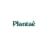 Plantae